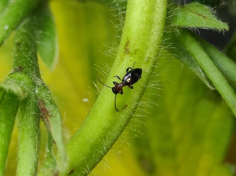 Anthicidae: Anthelephila pedestris